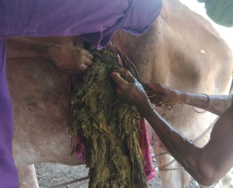 35 kg plastic removed from cow's stomach | गाईच्या पोटातून काढले ३५ किलो प्लॅस्टिक