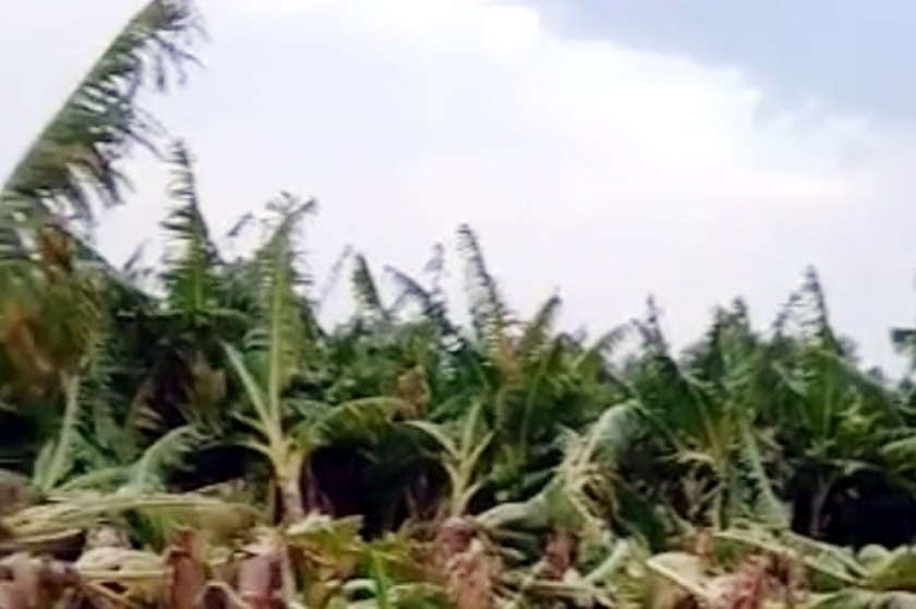 Parbhani: The panache of the damaged crops has been restored | परभणी : नुकसानग्रस्त पिकांचे पंचनामे रखडले