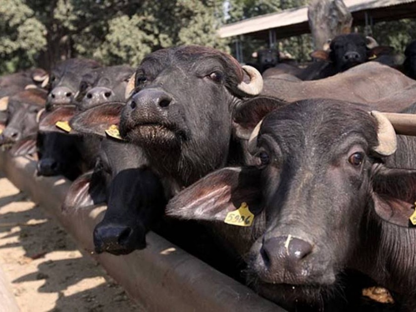 In Khamkheda, buffaloes were infected with snake bites and seven buffaloes were killed in seven days | खामखेडा येथे म्हशींना घटसर्पाची लागण, सात दिवसात सात म्हशी दगावल्या