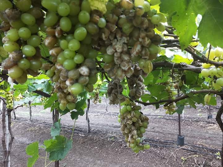  Returning rains hit vineyards, vegetable fodder | परतीच्या पावसाने द्राक्षबागांना फटका, भाजीपाला भुईसपाट