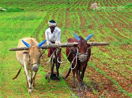 Heavy rains bring relief to farmers | दमदार पावसाने शेतकऱ्यांना दिलासा