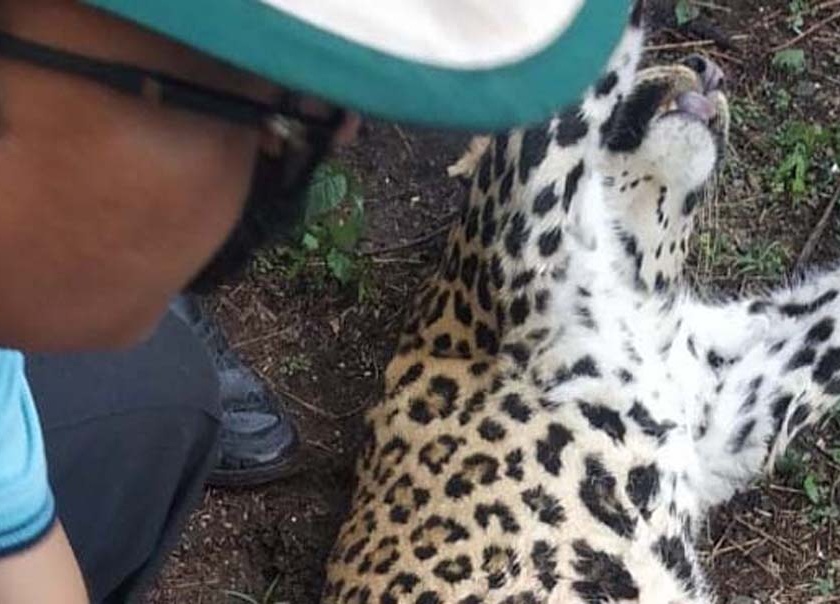  Death of leopard in Nandurameshwar canal | नांदूरमधमेश्वर कालव्यात बिबट्याचा मृत्यू