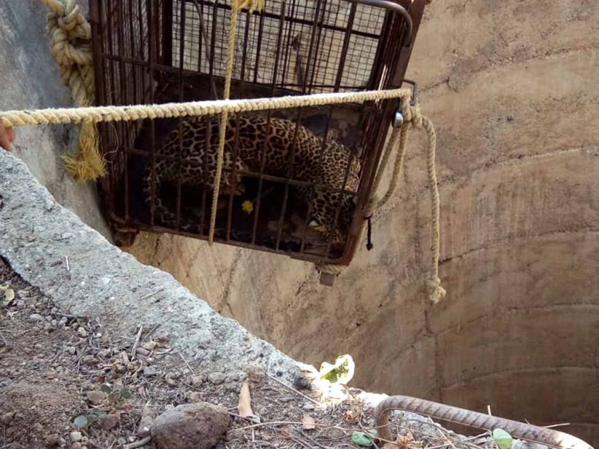  The success of the forest department saved the leopard lying in the well | विहिरीत पडलेल्या बिबट्याला वाचविण्यात वनविभागाला यश