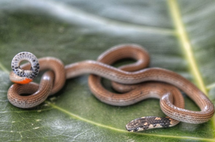 Poisonous rare coral snake found in Solapur | सोलापुरात आढळला आशिया खंडातील विषारी दुर्मीळ पोवळा साप