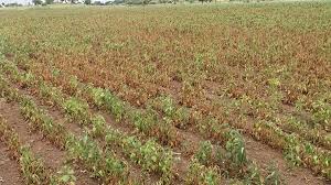 Agriculture officials rushed to the rescue to save the soybean crop | सोयाबीनचे पिक वाचविण्यासाठी कृषी अधिकारी धावले मदतीला