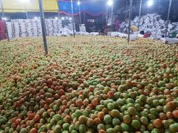 Tomatoes from Kalvan taluka arrive in Madhya Pradesh Gujarat | कळवण तालुक्यातील टमाटा मध्यप्रदेश गुजरातमधे दाखल