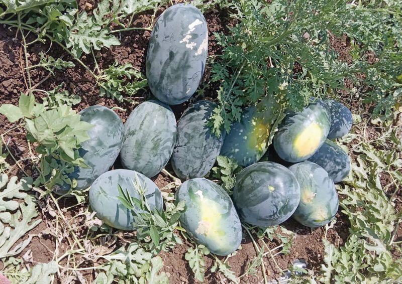 Farmers have to sell eight kilos of watermelon just for 20 rupees! | भाव मिळेना, २० रुपयांत विकावे लागताहेत आठ किलो टरबूज!