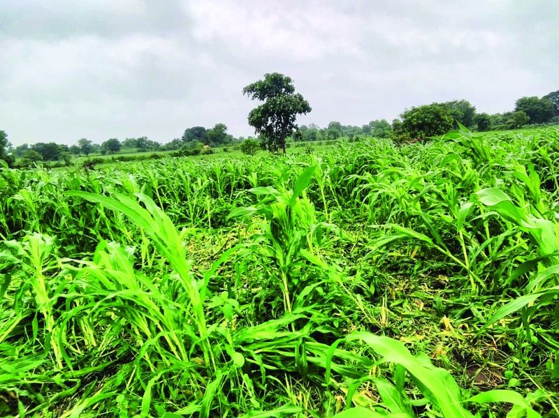 Wildlife destroy maize crop in washim district | रानडुक्कर, रोहींनी केले मक्याचे पीक फस्त!