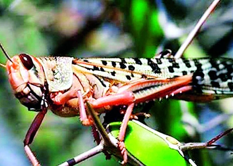 The need for collective efforts to control locusts | टोळधाड नियंत्रणासाठी सामूहिक प्रयत्नांची गरज