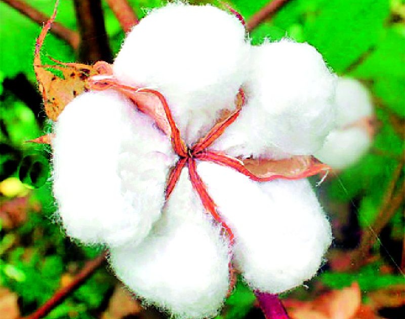 22,175 cotton growers registered with CCI | २२,१७५ कापूस उत्पादकांनी केली सीसीआयकडे नोंदणी