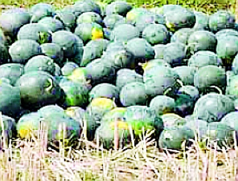 Transformed into a watermelon crop in Ner | नेरमध्ये टरबुजाच्या पिकावर संक्रांत