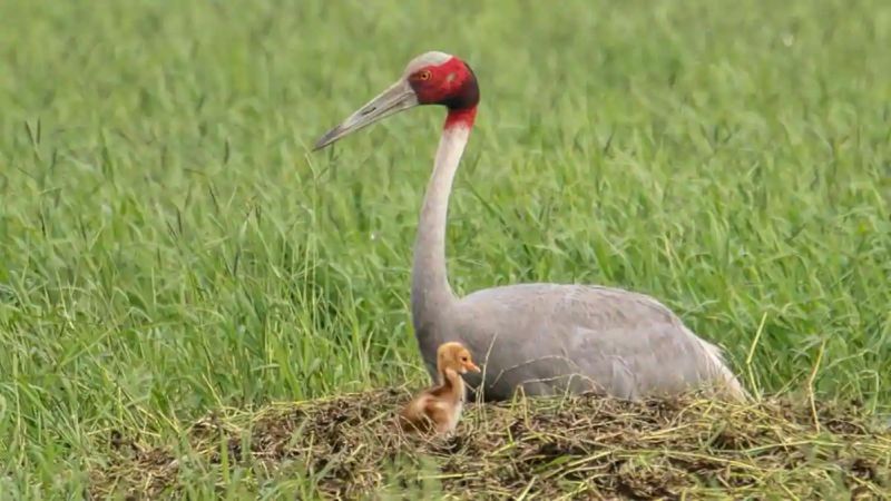 Pesticide crisis on storks; Demand for protection | सारस पक्ष्यांवर किटकनाशकाचे संकट; संरक्षण करण्याची मागणी