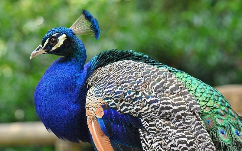 10,000 peacocks in Tiger Capital; National bird likes the Nagpur l | ‘टायगर कॅपिटल’मध्ये १० हजारावर ‘मोर’; राष्ट्रीय पक्ष्याला भावले नागपूर
