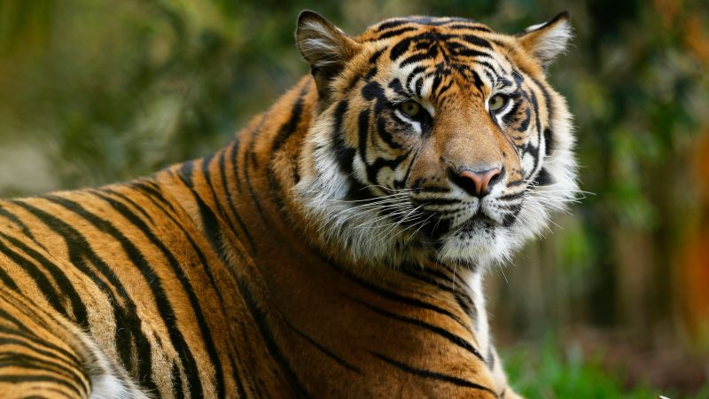 Tiger attacks on bullocks outside of house in Chandrapur district | चंद्रपूर जिल्ह्यात घराबाहेर बांधलेल्या बैलांवर वाघाचा हल्ला