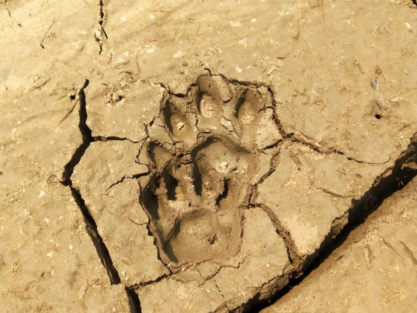 Tiger found in Amboli runway | आंबोली दोडामार्गमध्ये आढळला वाघ