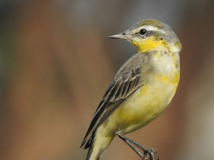 Migratory birds still return to Kolhapur | स्थलांतरित पक्ष्यांची अजूनही कोल्हापूरकडे पाठ