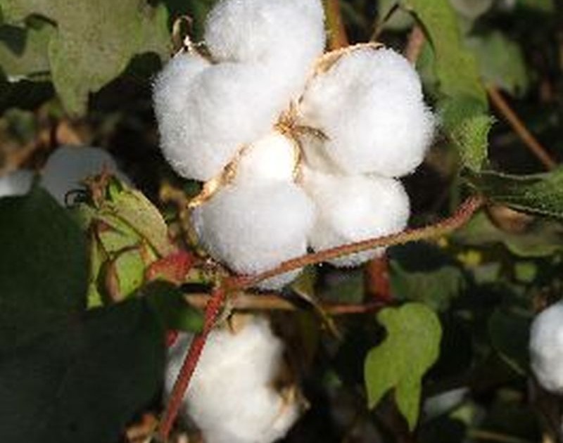 22,000 farmers waiting to buy cotton | २२ हजार शेतकऱ्यांना कापूस खरेदीची प्रतीक्षा