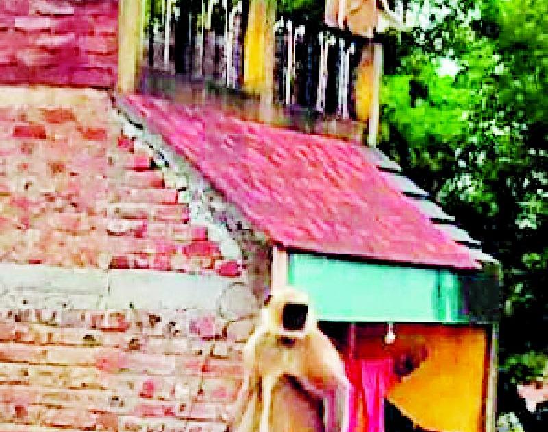 The forest department is helpless in front of the clever monkeys | हुशार माकडांपुढे वनविभाग हतबल