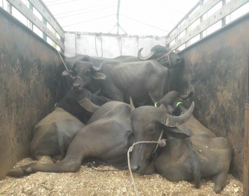 The vehicle carrying the buffalo was caught by the citizens of Chalisgaon | म्हशी नेणारे वाहन चाळीसगावी नागरिकांनी पकडले