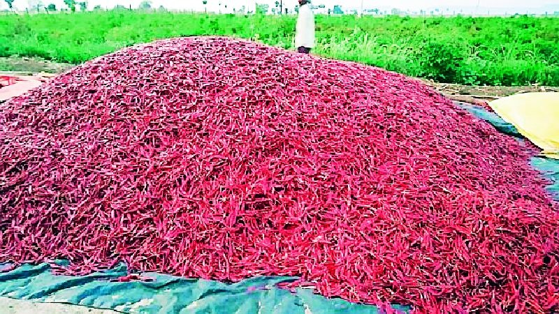 Pepper growers in crisis | मिरची उत्पादक संकटात