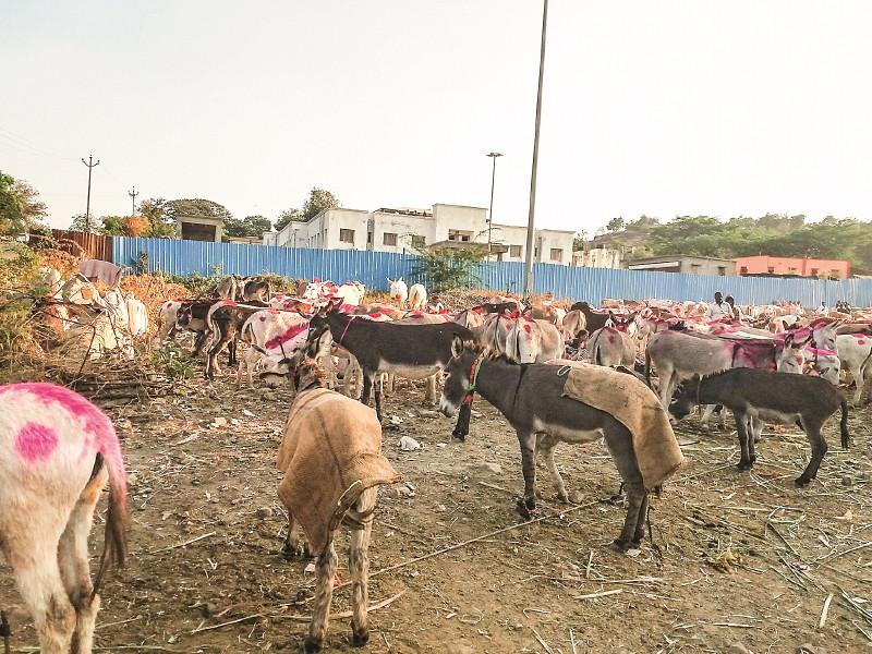 The traditional market of donkeys, on the auspicious day of Paurnima Yatra in jejuri | पौष पौर्णिमा यात्रेच्या मुहूर्तावर जेजुरीत भरला आहे गाढवांचा पारंपरिक बाजार