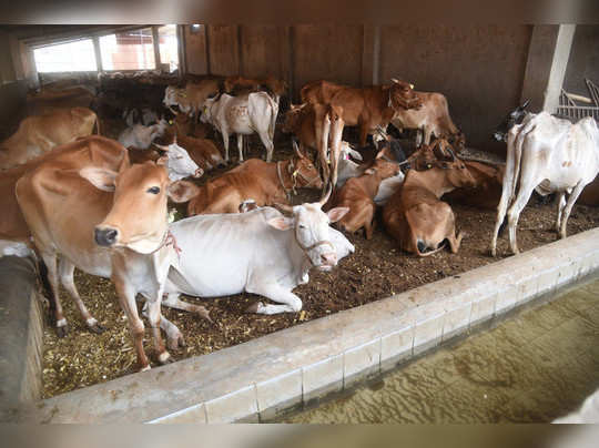 Break up of animal vaccination in Devgaon area! | देवगांव परिसरात जनावरांच्या लसीकरणाला ब्रेक!