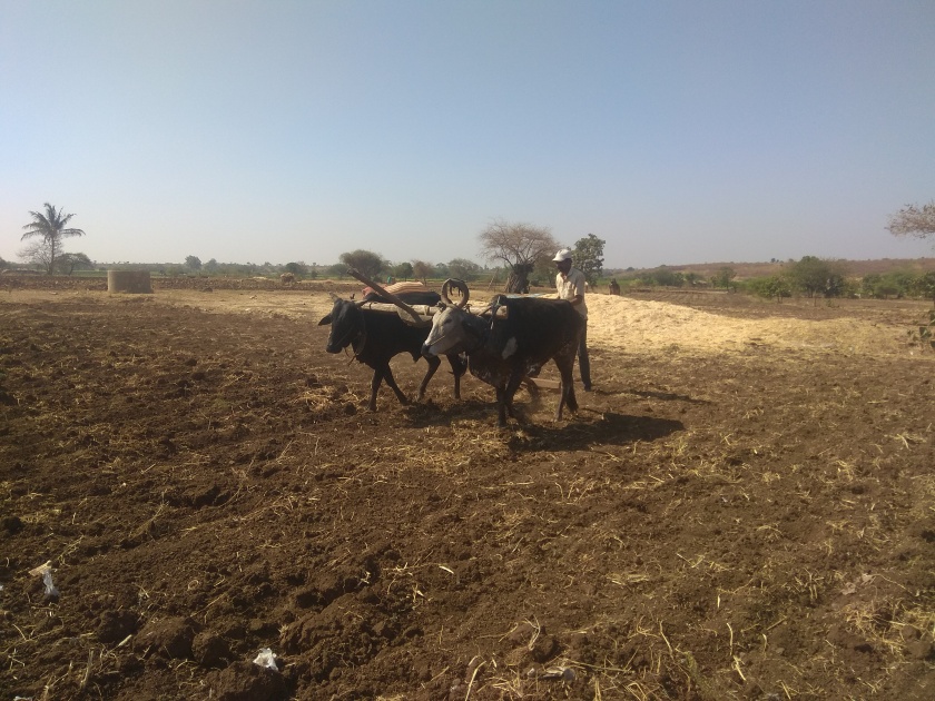 Velocity of non-monsoon farming | मान्सूनपूर्व शेतीकामांना वेग