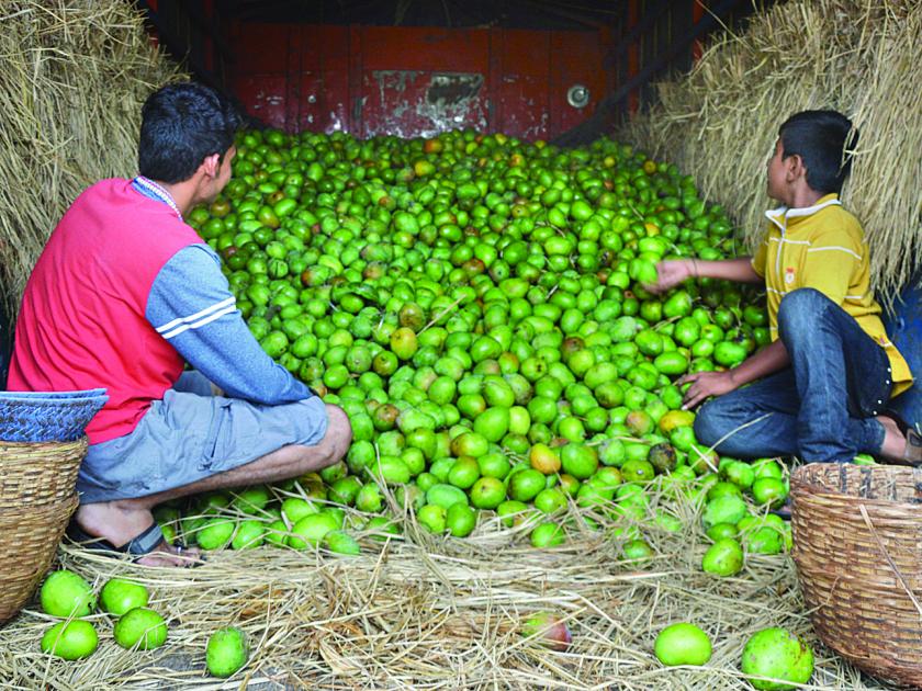 Ratnagiri: The result of rate of Hapus mangoes, the canning rate also hit the cultivators | रत्नागिरी : हापूस आंब्याच्या दरावर परिणाम, कॅनिंग दराचाही बागायतदारांना फटका