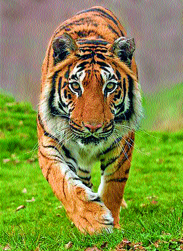 When is the tiger scared in the Sahyadri tiger project? | सह्याद्री व्याघ्र प्रकल्पात वाघांची डरकाळी केव्हा?