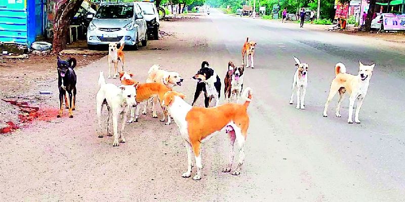 Dogs held Vardhekar | बेवारस श्वांनानी धरले वर्धेकरांना वेठीस