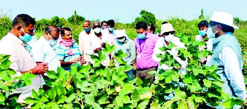 Central Cotton Research Center team arrives in Pandharkavad | केंद्रीय कापूस संशोधक केंद्राचे पथक पांढरकवडात दाखल