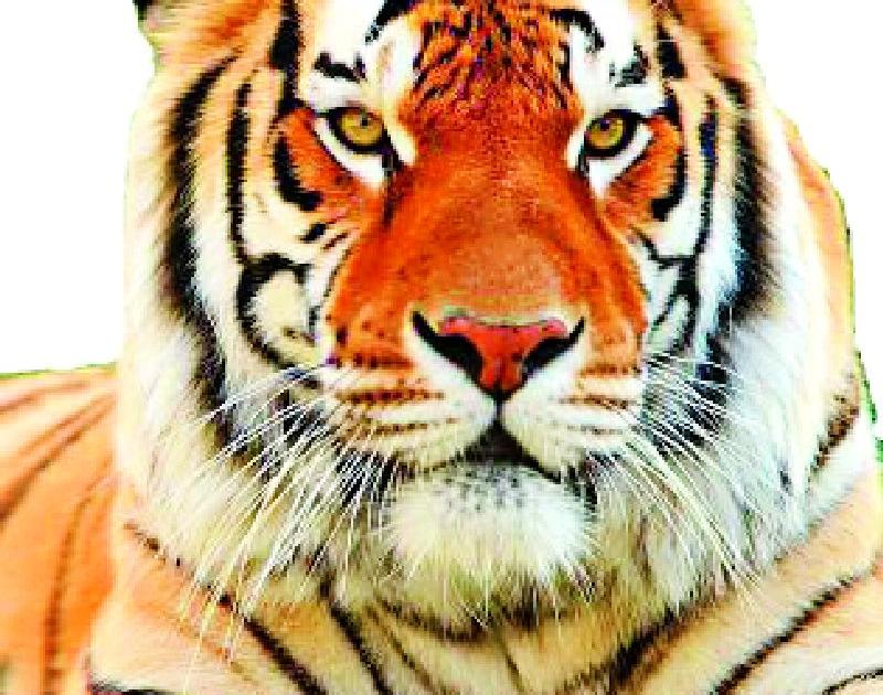 Three proposals for Tipeshwar Tiger Project | टिपेश्वर व्याघ्र प्रकल्पासाठी तीन प्रस्ताव