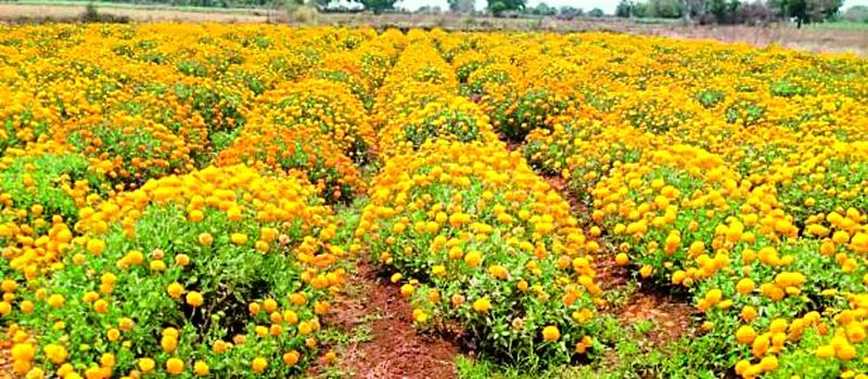Soet Achyut led development from flower farming | सोईटच्या अच्युतने साधला फूल शेतीतून विकास