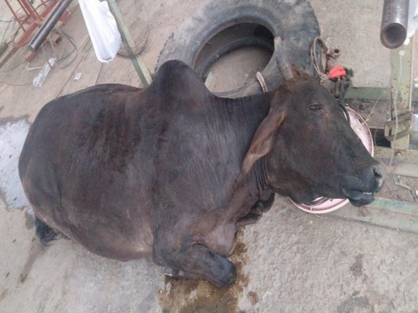 What is the mystery behind the death of 10 cattle in Khandala? | खंडाळा येथील १० गुरांच्या मृत्यूचे गूढ काय? पशुसंवर्धन विभाग अनभिज्ञ