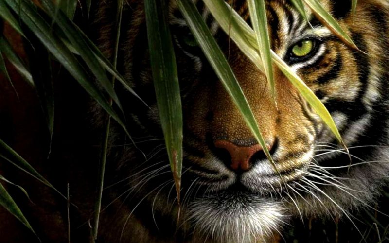 About 60% of the world's tigers in the country | जगाच्या तुलनेत भारतामध्ये ६० टक्के वाघ