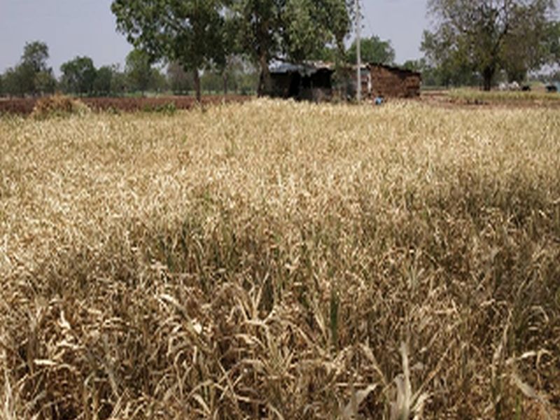Crops due to lack of water | पाण्याअभावी पिके करपली