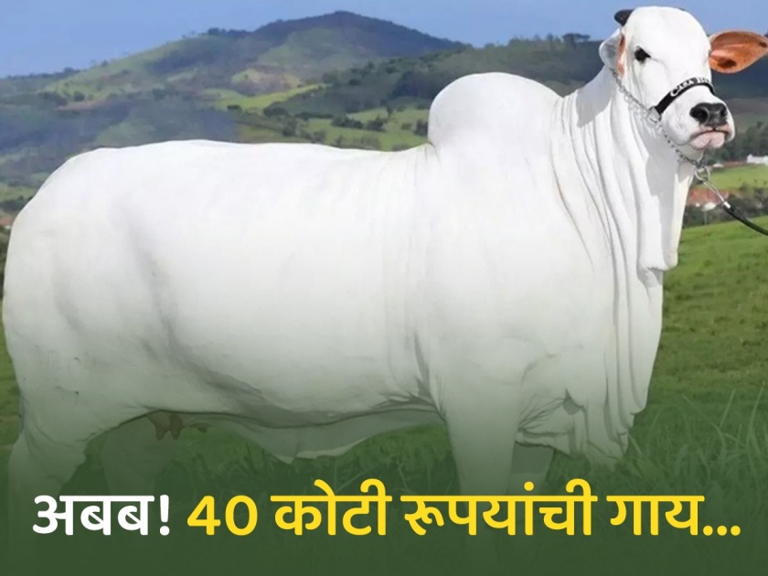 World most expensive cow was sold in 40 crores in Brazil | 40 कोटी रूपयांना विकली गेली ही गाय, खासियत वाचून व्हाल अवाक्...