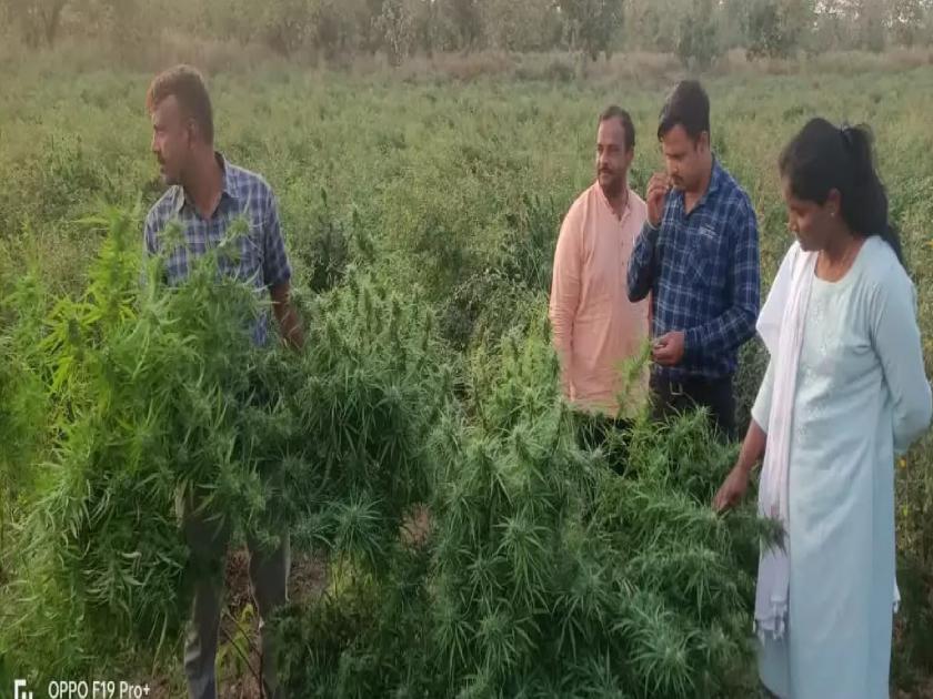 300 plants of ganja seized in Hatta-Tambola area | हत्ता-तांबोळा परिसरात गांजाची ३०० झाडे जप्त; सहा वर्षांत साडेचार हजार किलो गांजा जप्त