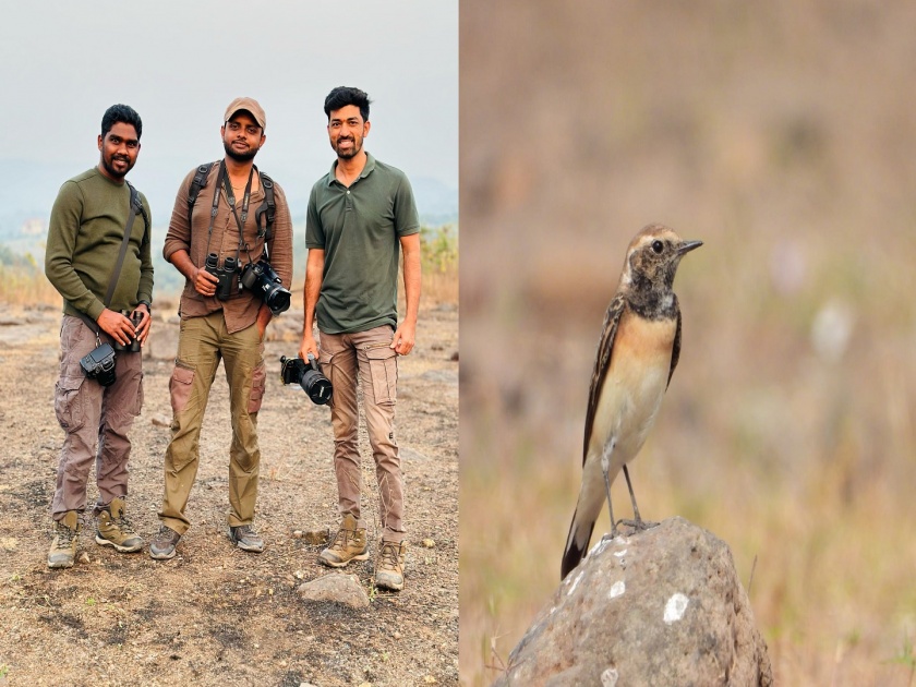 Bird watchers saw a flock of migratory rare 'Pied Wheatear' | पक्षी निरीक्षकांना स्थलांतरित दुर्मिळ 'पाईड व्हीटियर' पक्षाचं दर्शन
