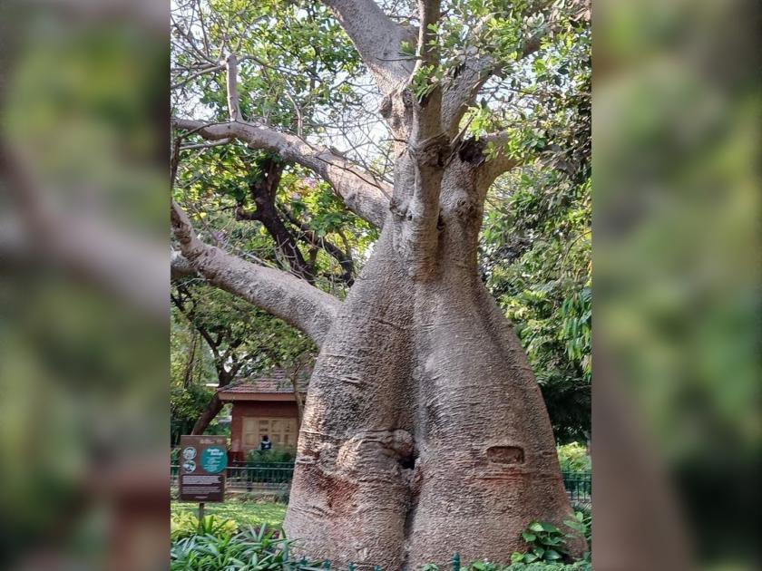 Ax on 300-year-old baobab tree for metro project in Santa Cruz | सांताक्रूझचा 'जेष्ठ नागरिक' धारातीर्थी; ३०० वर्षे पुरातन बाओबाब वृक्षावर मेट्रो प्रकल्पासाठी कुऱ्हाड