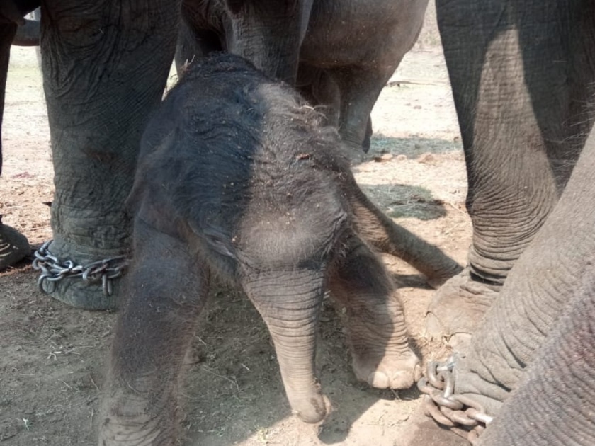 A new guest came to Kamalapur! Rani elephant gave birth | हाेळी सणाला वाढला गाेडवा; कमलापुरात आला पाहुणा नवा! राणी हत्तिणीने दिली गुड न्यूज