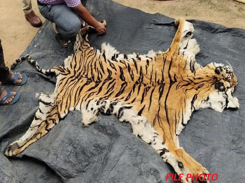 Two arrested with tiger skin, poaching in Etapalli forest area | वाघाच्या कातड्यासह दाेघांना अटक, एटापल्ली वनपरिक्षेत्रात झाली शिकार