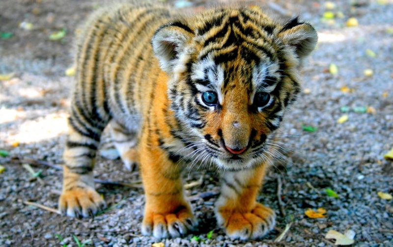 In the forest of Nagpur, found six pieces of a tiger's cub | नागपूरनजिकच्या जंगलात वाघाच्या बछड्याचे सहा तुकडे आढळले