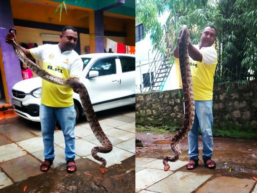 A nine and a half feet long python found in Chirner was released in the wild | चिरनेरमध्ये सापडलेल्या साडेनऊ फूट लांबीच्या अजगराला जंगलात सोडले 