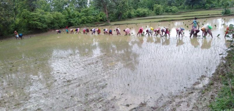 Flood damage to 7059 hectares of crops in Gondia district | पुरामुळे गोंदिया जिल्ह्यातील ७०५९ हेक्टरमधील पिकांचे नुकसान