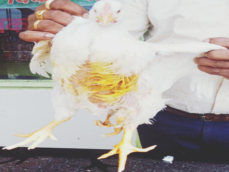 wonder in Pune, the chicken has four feet! | अहो, वाचताय काय, कोंबडीला चक्क चार पाय !