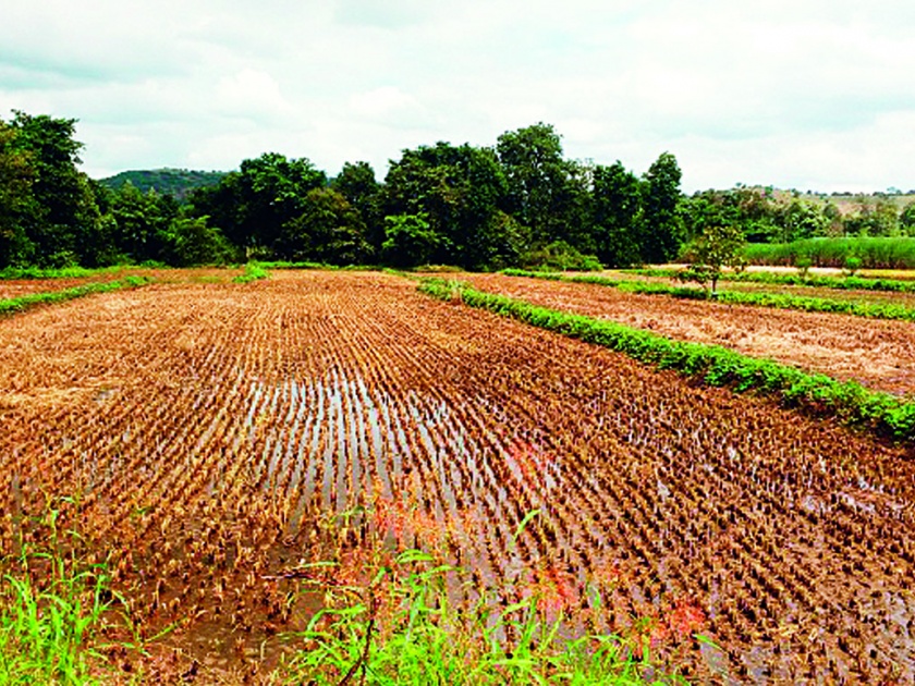 The rabi season sowing delays due to heavy rains | अतिवृष्टीमुळे रब्बी हंगामाच्या पेरण्या लांबणीवर
