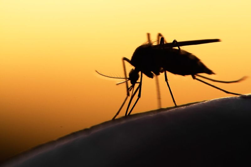 Dengue is also on the rise in Nagpur along with Corona | नागपुरात कोरोनासोबत डेंग्यूही वाढतोय