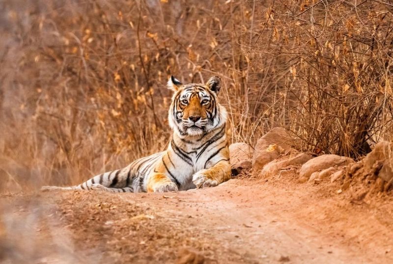 Obstacles in Navegaon-Nagzira prevented tigers from waiting | नवेगाव-नागझिऱ्यात अडथळ्यांनी रोखली वाघांची वाट