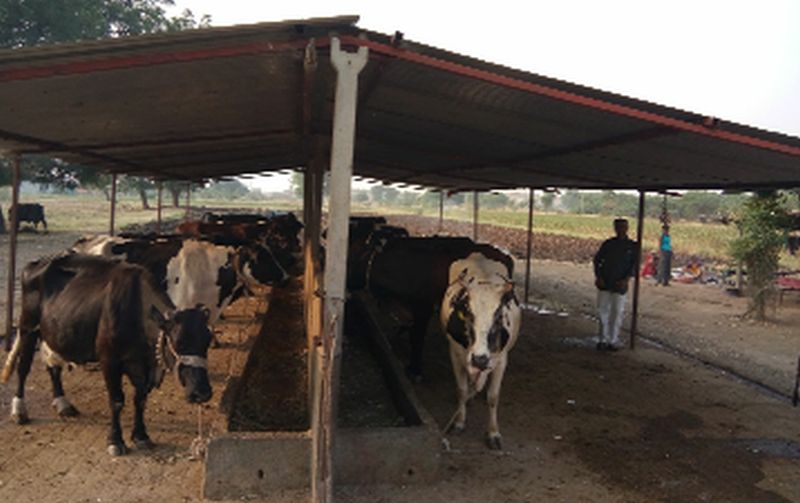 Milk prices are small and cattle feed prices | दुधाचे भाव अल्प तर पशुखाद्यांचे भाव गगनाला